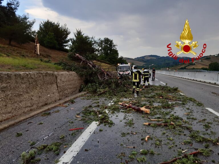 Autostrada A16: albero cade sulla carreggiata, nessun veicolo coinvolto