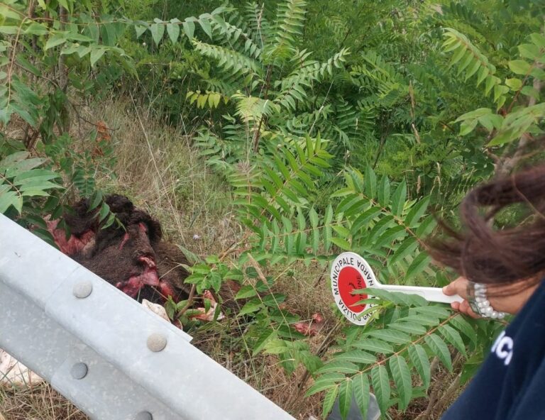 Rinvenuti resti di cinghiale: Grottaminarda dichiara guerra all’abbandono di rifiuti