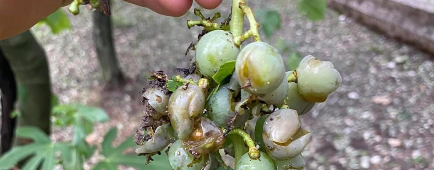 Grandinata distrugge campi tra Irpinia e Sannio. Taurasi, il sindaco chiederà lo stato di calamità naturale