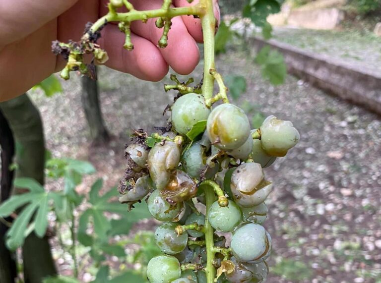 Grandinata distrugge campi tra Irpinia e Sannio. Taurasi, il sindaco chiederà lo stato di calamità naturale