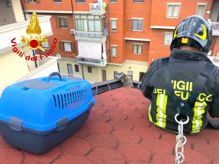 Avellino, gatto in bilico su una grondaia: salvato dai vigili del Fuoco