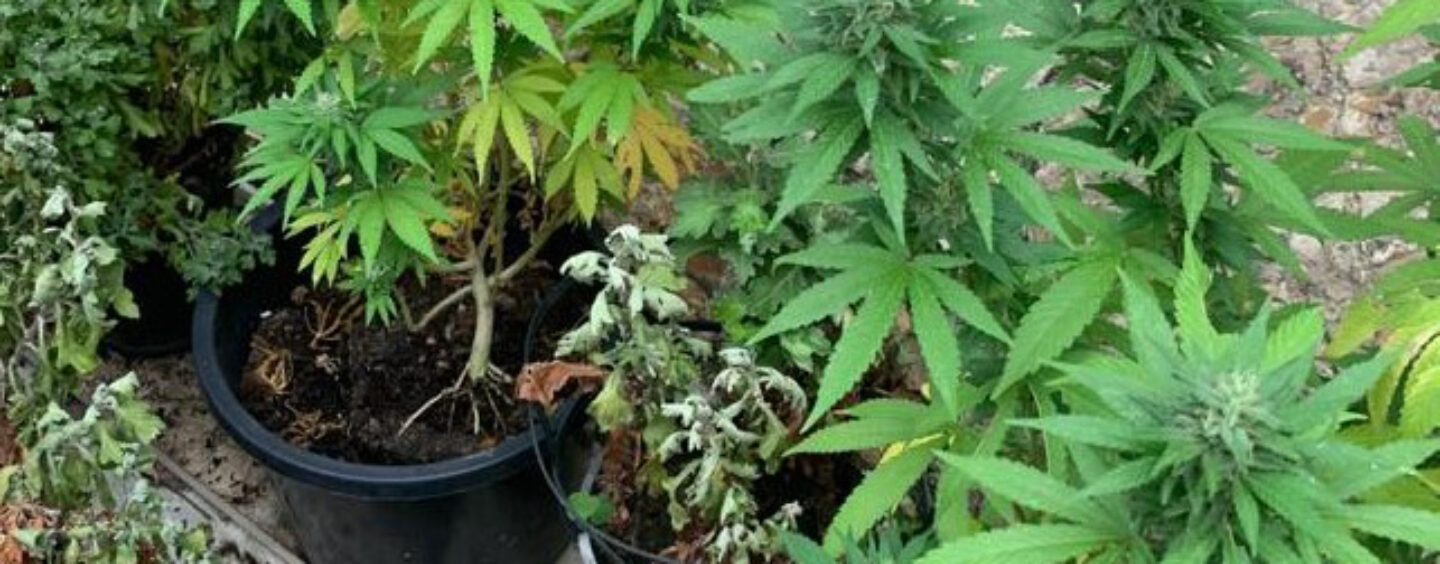 Il fiuto di “Olli” guida i Forestali: arrestata coppia di coltivatori di marijuana