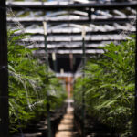 8820-Coltivare-cannabis