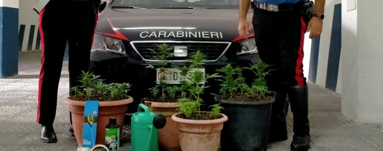 Coltivavano marijuana in casa: due persone denunciate nel Sannio