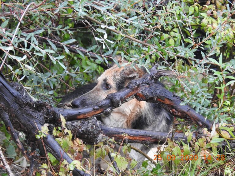 Accademia Kronos, guardie giurate ambientali e zoofile: salvano 3 cani legati ad alberi