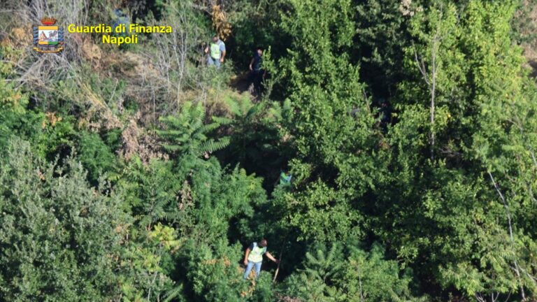 VIDEO/ Marano di Napoli, scoperte 50 piantagioni di marijuana