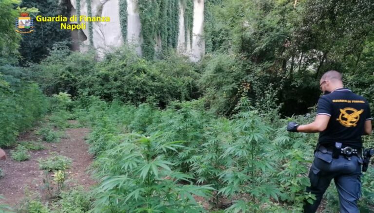 VIDEO/ Maxi sequestro di piantagioni di marijuana nel Napoletano