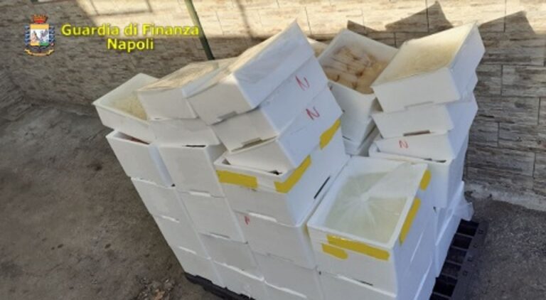 VIDEO/ Vendita abusiva di mozzarelle: sequestri e sanzioni a Napoli