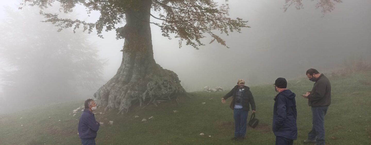 FOTO / Il faggio secolare di Summonte, un “monumento” malato in un angolo di paradiso a Montevergine: il Partenio si mobilita per salvarlo