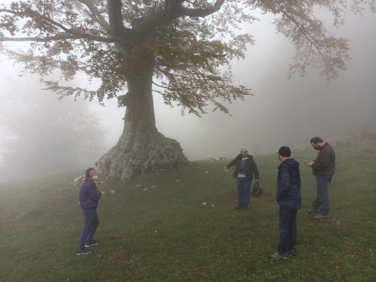 FOTO / Il faggio secolare di Summonte, un “monumento” malato in un angolo di paradiso a Montevergine: il Partenio si mobilita per salvarlo