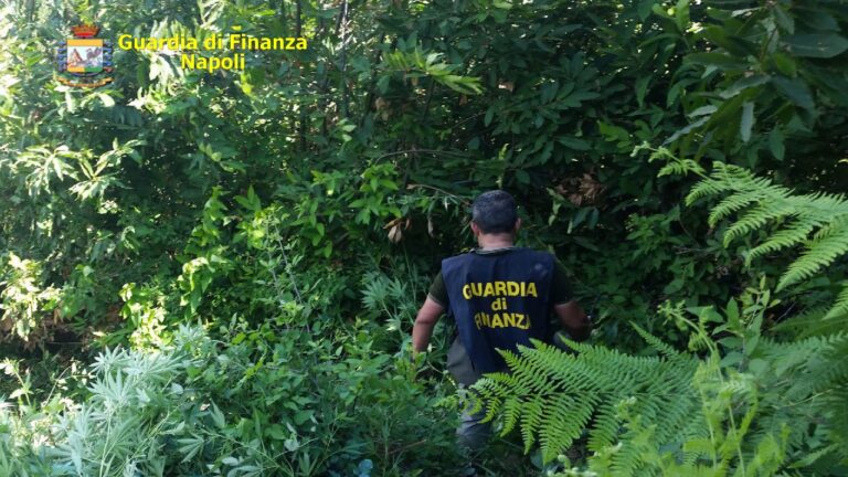 VIDEO/ Maxi sequestro di piante di marijuana a Pianura