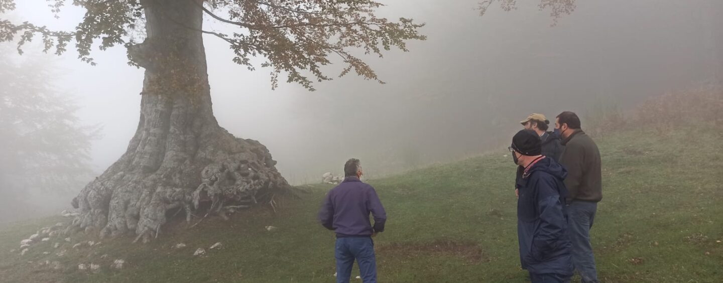 Il Parco del Partenio celebra la giornata nazionale degli alberi, il presidente: “La nostra attenzione va agli alberi monumentali”