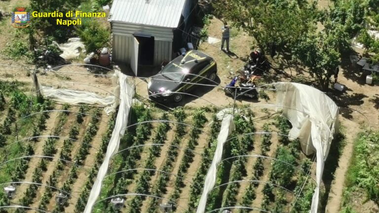 VIDEO-FOTO/ Gigantesca piantagione di cannabis scoperta tra Giugliano in Campania e Quarto