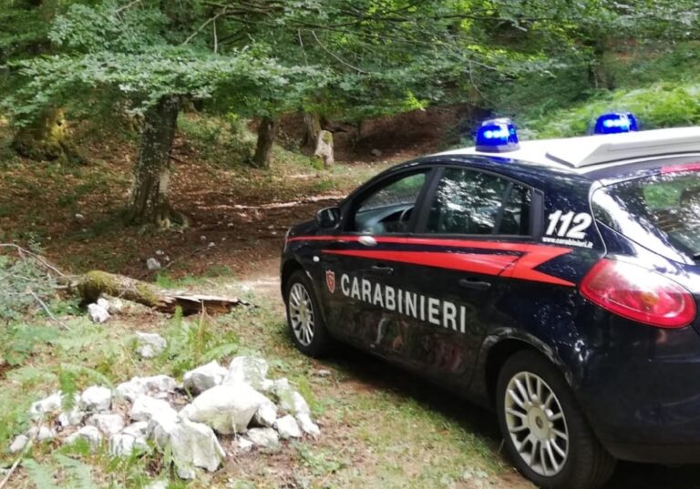 Serino, tagliano abusivamente un faggio in area protetta: in due nei guai