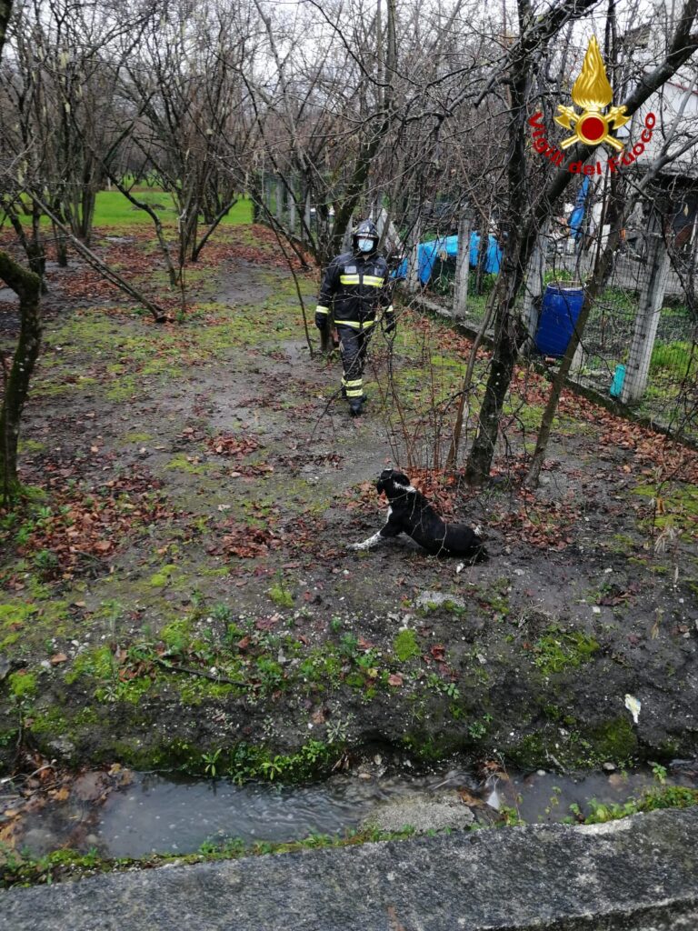 Cesinali, i caschi rossi salvano un cane investito il giorno di Natale