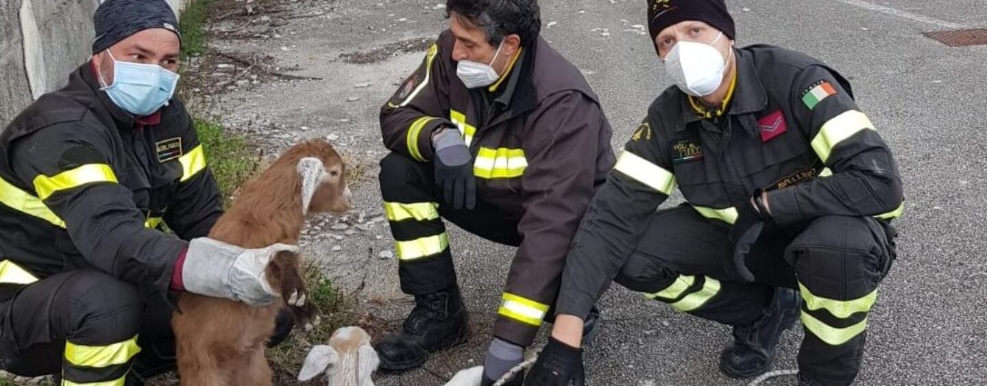 Due capre ed un agnellino sul balcone dell’ex Maffucci di Avellino: recuperati dai vigili del fuoco