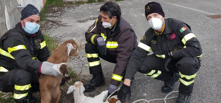 Due capre ed un agnellino sul balcone dell’ex Maffucci di Avellino: recuperati dai vigili del fuoco