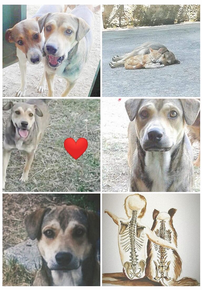 Maltrattamento cani: il Comune di Montemiletto si costituisce parte civile