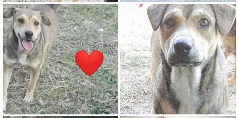 Maltrattamento cani: il Comune di Montemiletto si costituisce parte civile
