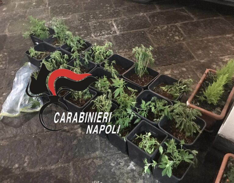 A Pomigliano, Sant’Anastasia e Brusciano controlli a tappeto dei carabinieri: 86 piantine di marijuana sequestrate e rinvenuti in una botte una revolver e giubbotti antiproiettili