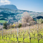Vigneti irpini