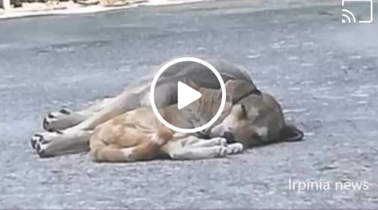 VIDEO/Montemiletto: condannato l’uomo che impiccò il cane Lucky grazie alla denuncia della studentessa Valentina