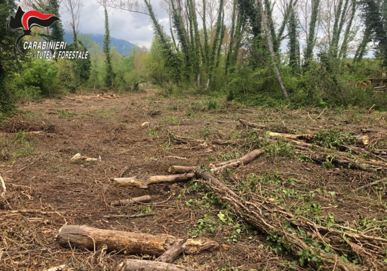 Senerchia, 70enne “devasta” macchia mediterranea: scatta la denuncia