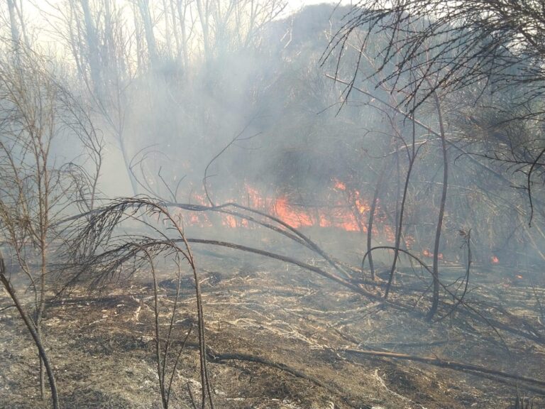 FOTO / Forino, fiamme sul monte Faliesi: in campo la Protezione civile