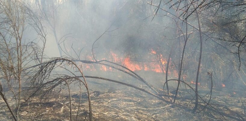 FOTO / Forino, fiamme sul monte Faliesi: in campo la Protezione civile