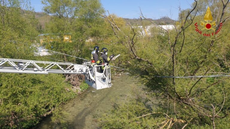 VIDEO / Manocalzati: rami su linee Enel, intervengono i Vigili del Fuoco