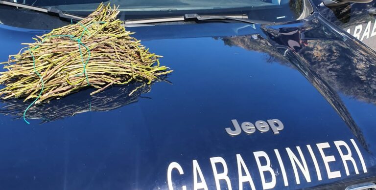 Raffica di sanzioni in Campania per i furbetti dell’asparago