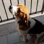 buddy