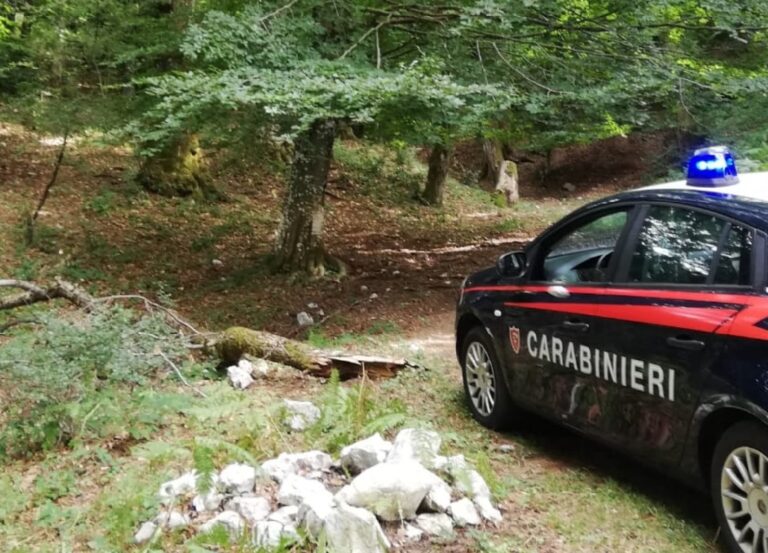 Montevergine, denunciati due ladri di piante di faggio pregiate e di alto fusto