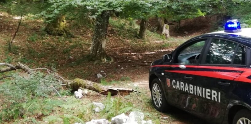 Montevergine, denunciati due ladri di piante di faggio pregiate e di alto fusto