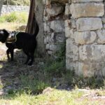 vigili del fuoco