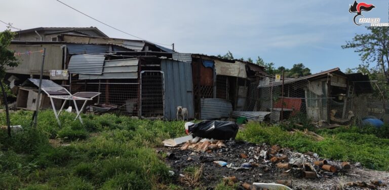 San Marco dei Cavoti, coppia nei guai per maltrattamento di cani