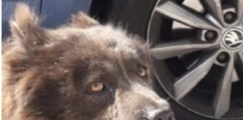 Cane impaurito vagava sulla Napoli-Bari: salvato dalla polizia stradale di Avellino