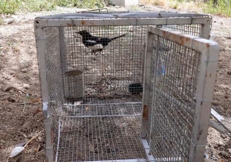 Montecalvo, scoperto un uccellatore di fauna selvatica