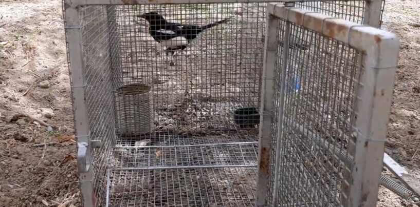 Montecalvo, scoperto un uccellatore di fauna selvatica