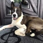cane