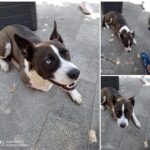 cane manocalzati