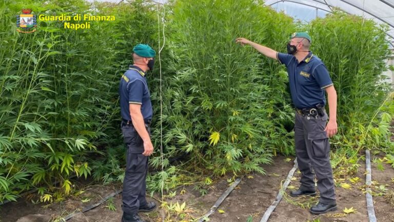 VIDEO / Guardia di Finanza Napoli, sequestrate oltre 400 piante di marijuana: denunciato un responsabile