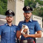 gatto carabinieri
