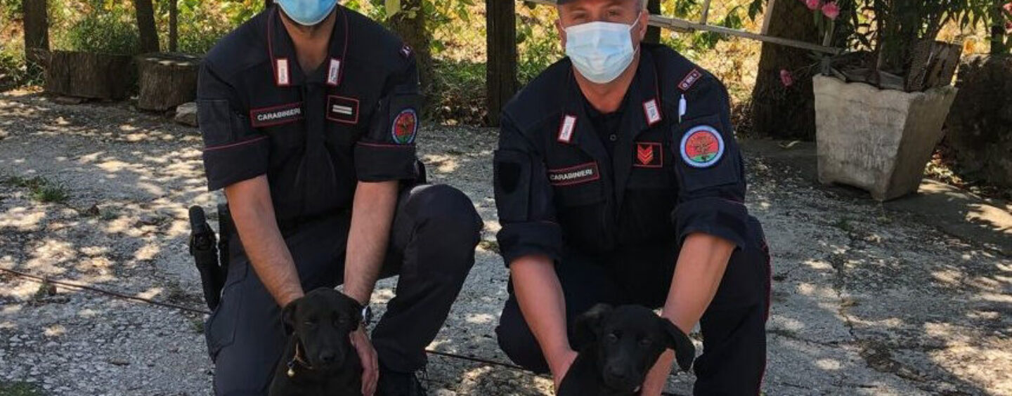 Abbandona due cuccioli di cane nel parcheggio del centro commerciale: beccato dalle telecamere e denunciato