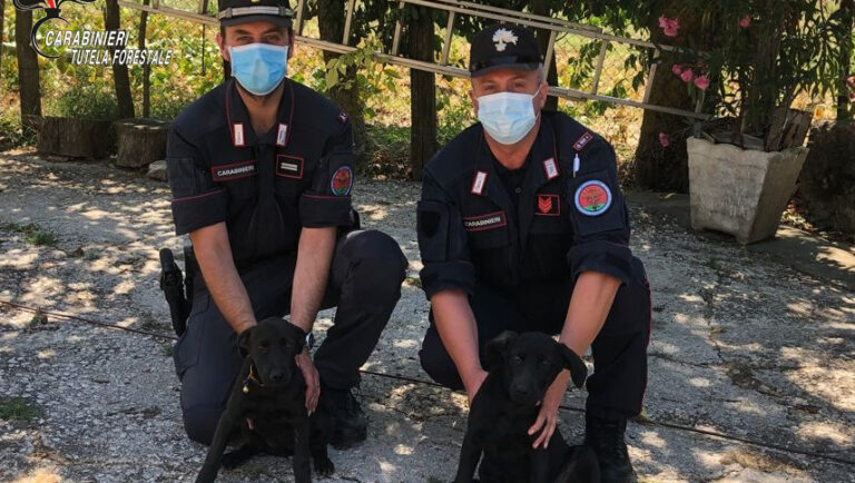 Abbandona due cuccioli di cane nel parcheggio del centro commerciale: beccato dalle telecamere e denunciato