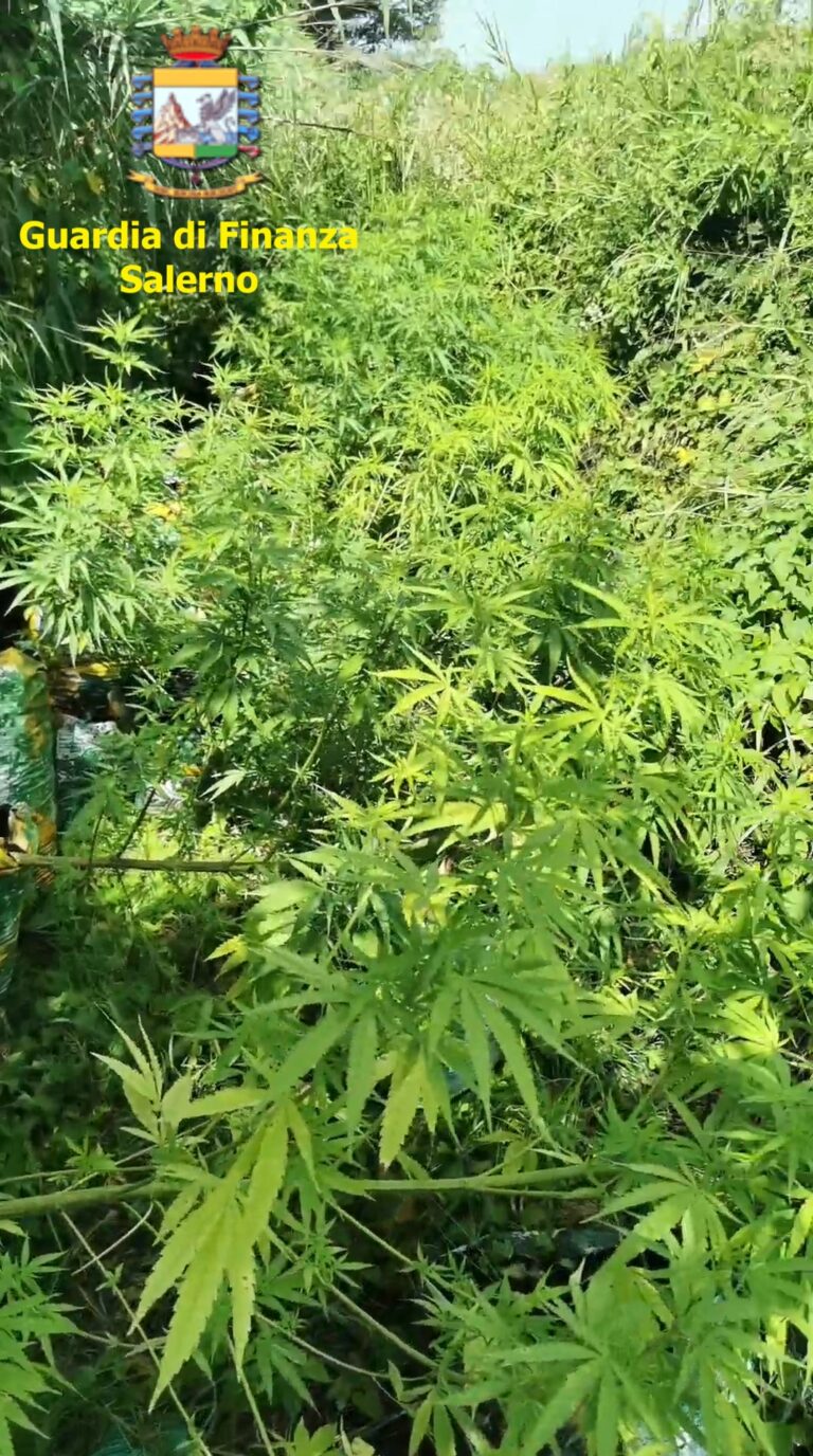Agropoli, marijuana tra le piante di mais: arrestato un coltivatore
