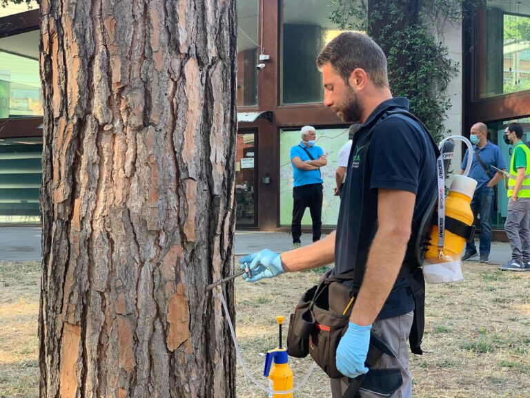 FOTO E VIDEO / Scatta l’operazione di salvataggio degli alberi di piazza Kennedy. Poche speranze per viale Italia