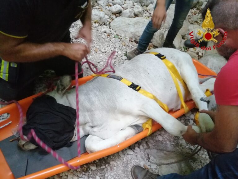 FOTO E VIDEO / Non solo incendi. A Serino i vigili del fuoco salvano un vitello caduto in una gola profonda 100 metri