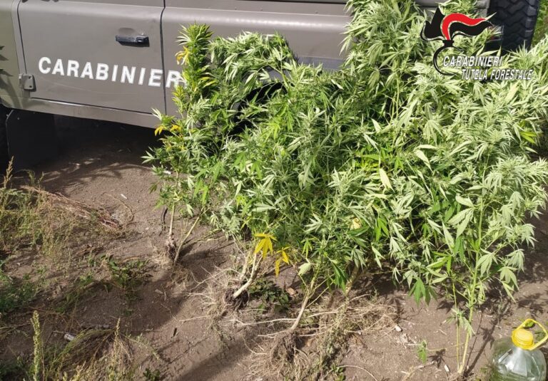 Contrada: carabinieri forestali sequestrano 7 piante di cannabis