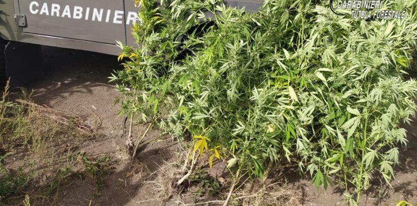 Contrada: carabinieri forestali sequestrano 7 piante di cannabis